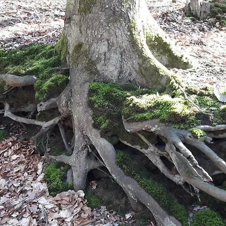 House-1,2km To The Beach; 5 Bedrooms, 3 Bahrooms; Fire Place. Private Sauna! Σπίτι διακοπών Wisełka